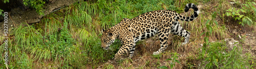 Canvas Print Leopard in Nahaufnahme