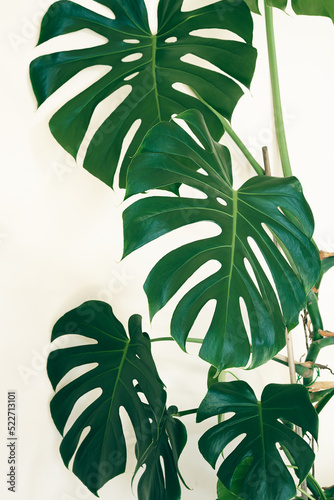 Monstera deliciosa or Swiss cheese plant close-up on the light background  urban jungle concept with tropical leaves background