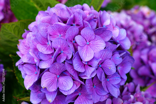 Pink and purple heads of hydrangea flowers