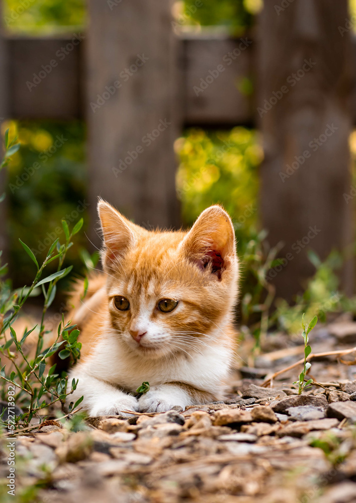 A small red kitten poses on the street among the green grass against the background of a wooden fence. Portrait of a very cute pet in the summer in the village A small red kitten poses on the street among the green grass against the background of a wooden fence. Portrait of a very cute pet in the summer in the village