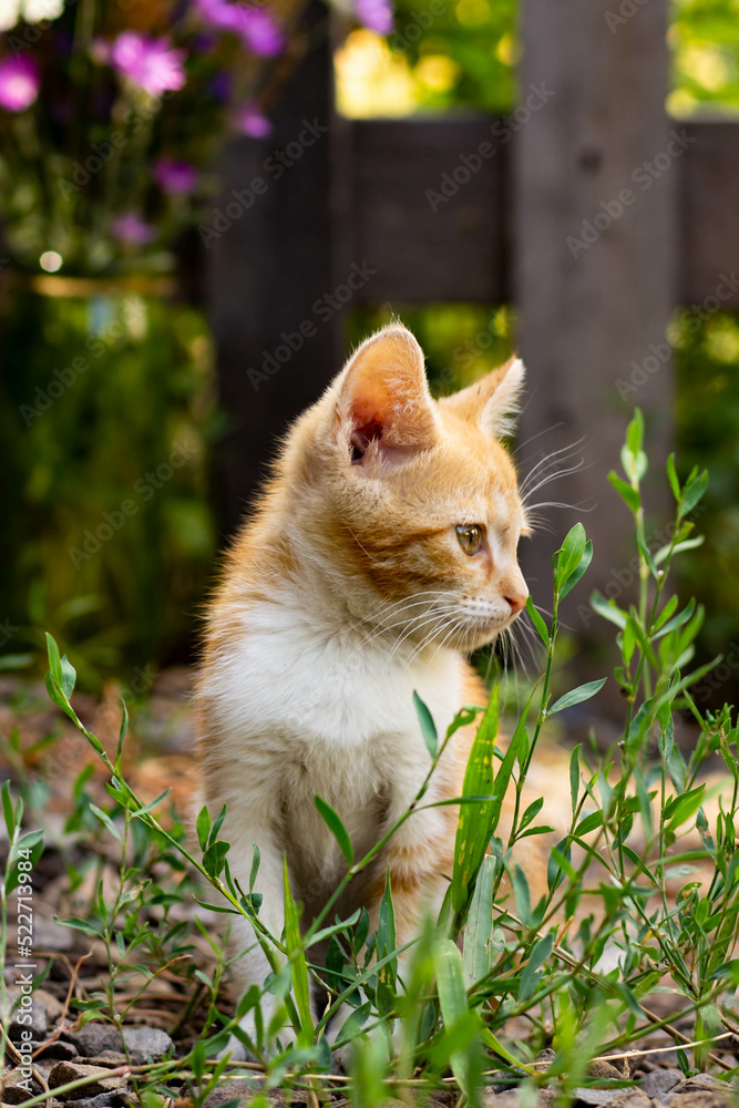 A small red kitten poses on the street among the green grass against the background of a wooden fence. Portrait of a very cute pet in the summer in the village