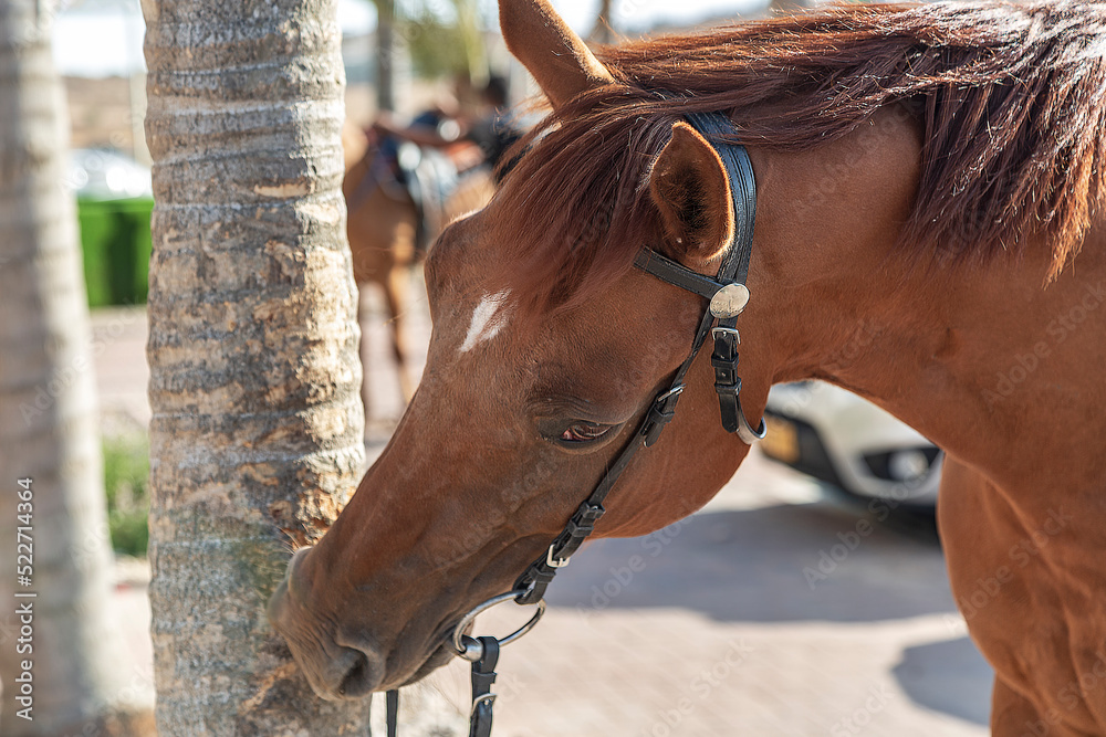 Horse looks forward with raised ears shaking its head. Beautiful