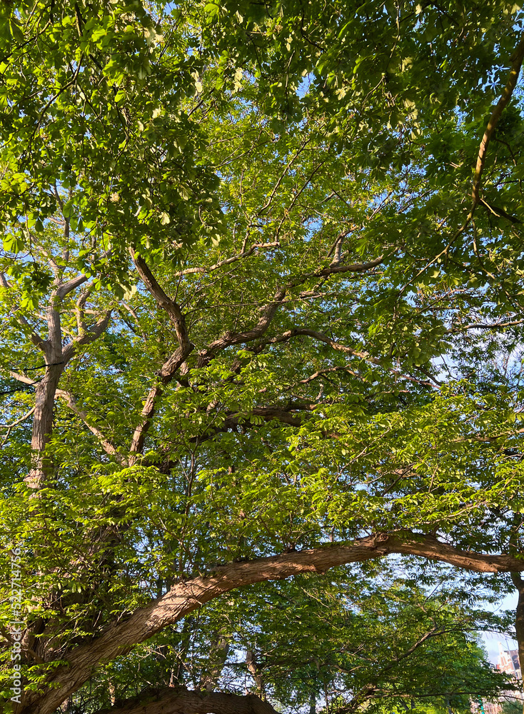 Obraz premium Beautiful trees with green leaves outdoors on sunny day, closeup