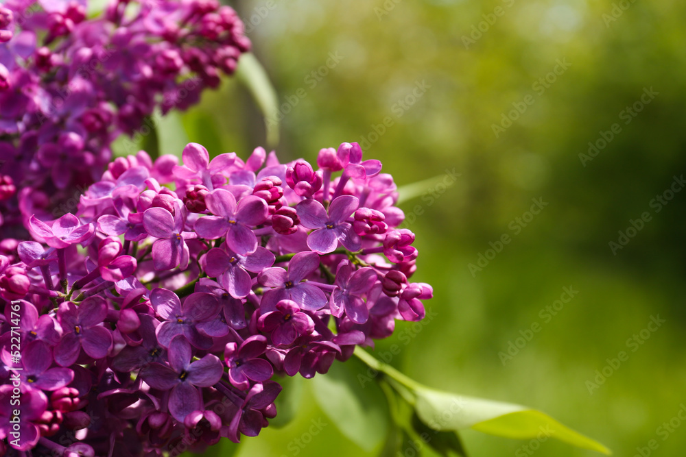 Closeup view of beautiful lilac flowers outdoors. Space for text Closeup view of beautiful lilac flowers outdoors. Space for text
