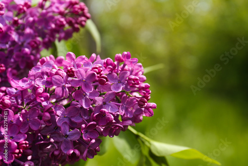 Closeup view of beautiful lilac flowers outdoors. Space for text