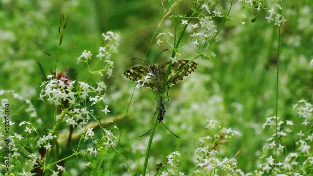 Pair of Marbled White Butterflies Mating Pair of Marbled White Butterflies Mating