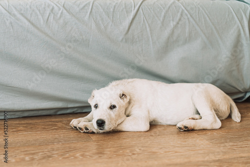 Alabai puppy lies on the floor in front of the sofa.