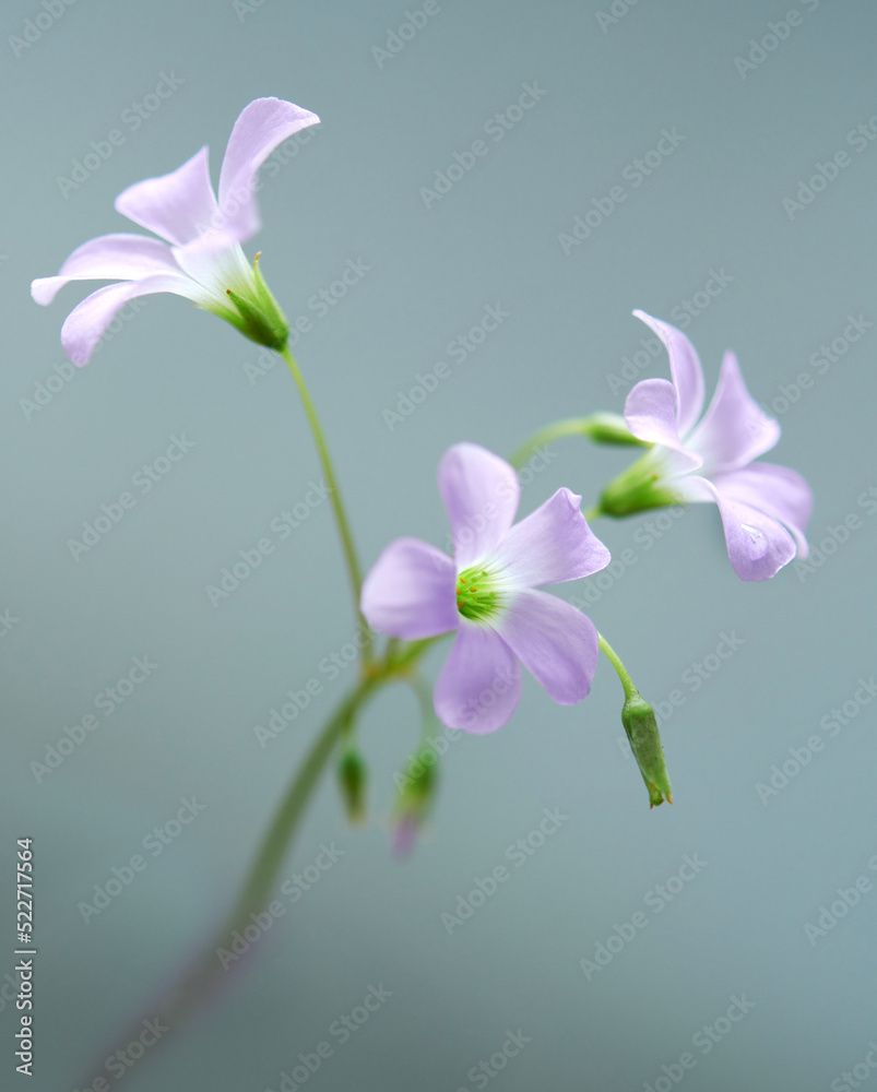 beautiful flowers (Oxalis triangularis) blooming. Beautiful flowers background concept.