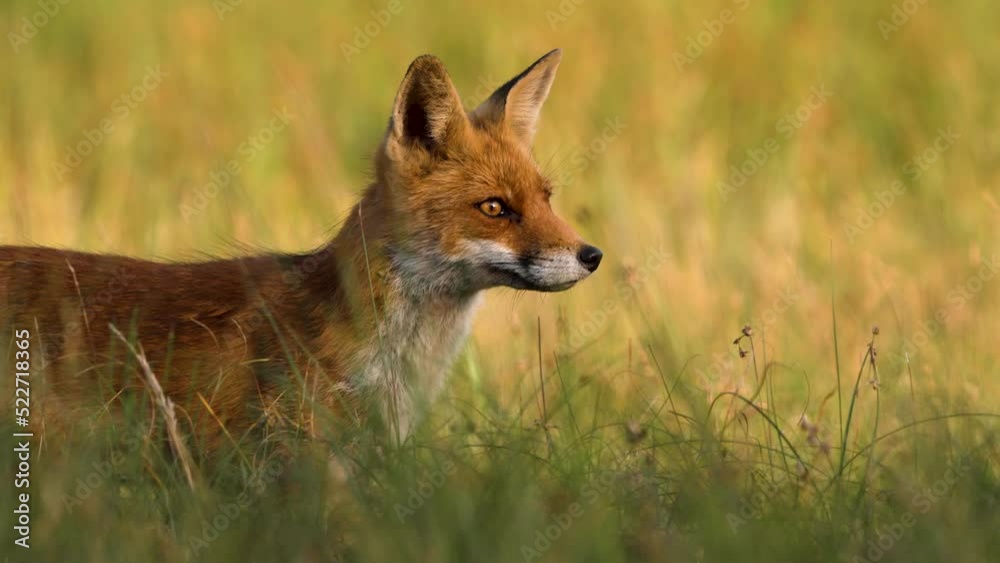 Close-up of a fox in a serene field sniffing the air for a potential prey
Close-up of a fox in a serene field sniffing the air for a potential prey