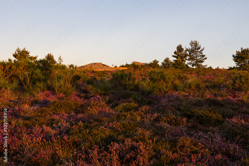 Paysage au lever du soleil sur les landes de bruyères et de fougères du Mont Caroux Paysage au lever du soleil sur les landes de bruyères et de fougères du Mont Caroux