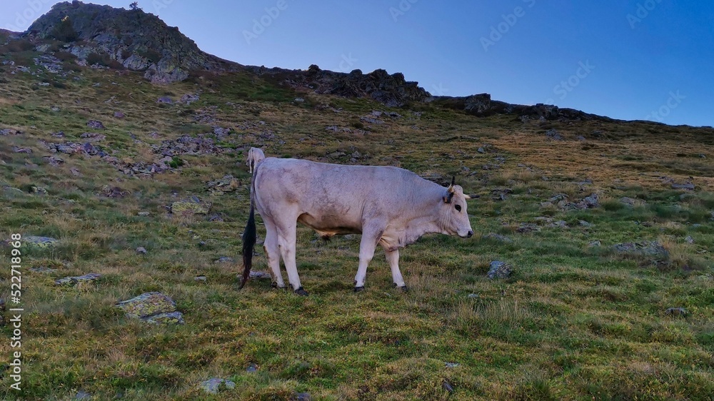 Fototapeta premium Puig de la Grava-Portell de la Grava-La Cerdanya-Pirineu