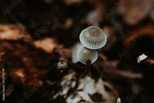 champignon sauvage en foret