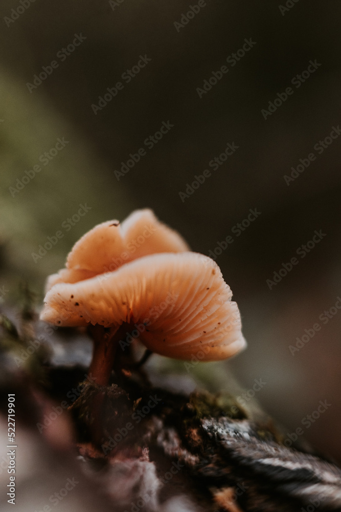 champignon sauvage en foret champignon sauvage en foret