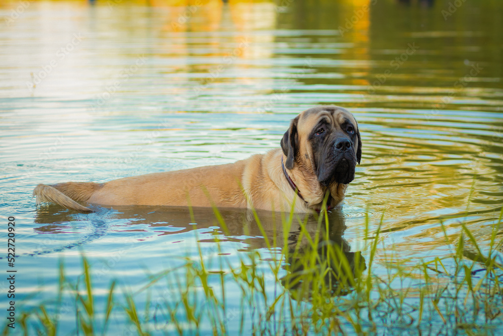 Obraz premium wet brown dogue de bordeaux swimming in water in lake. Dog bathing in river, pond. thirst, heat pet