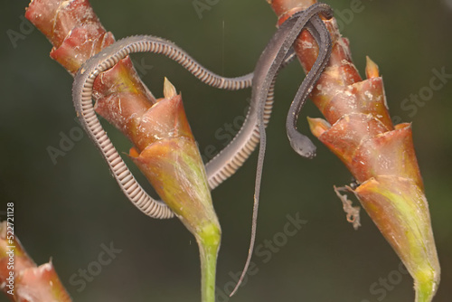 A dragon snake is looking for prey on a wild growing banana flower. This reptile has the scientific name Xenodermus javanicus.
 photo