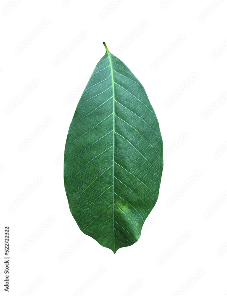 Obraz premium Isolated hevea brasiliensis or rubber leaf with clipping paths.