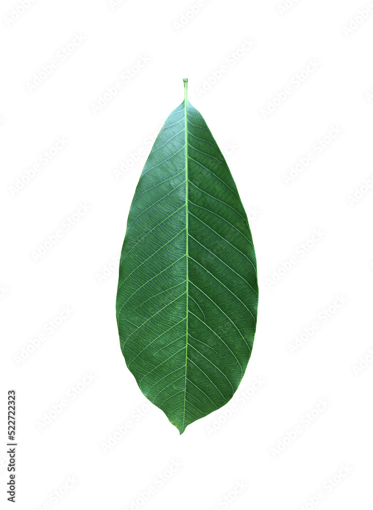 Obraz premium Isolated hevea brasiliensis or rubber leaf with clipping paths.