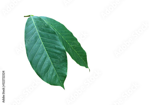 Isolated hevea brasiliensis or rubber leaf with clipping paths. photo