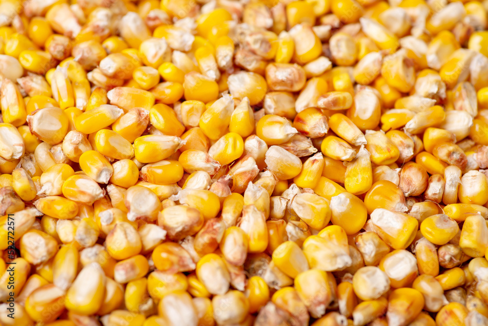 Background of corn grain. Harvest of corn concept