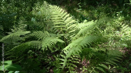 Thickets of the common fern in a shaded forest. photo