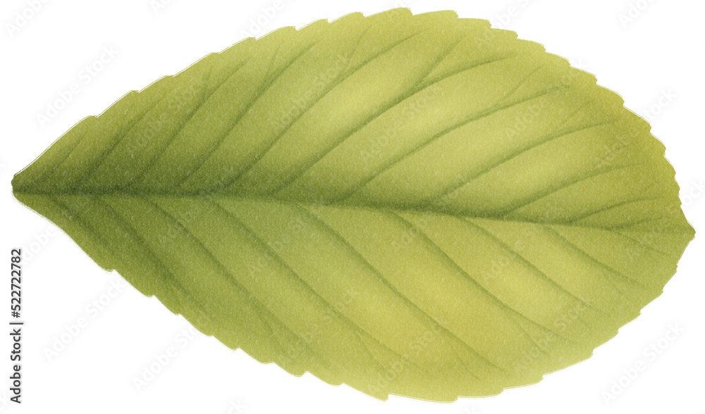 Obraz premium Berry Leaf Watercolor illustration