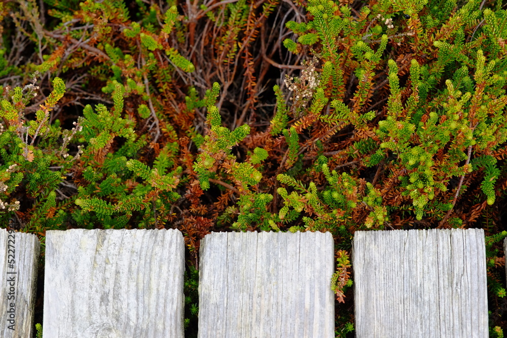 island vegetation and boardwalk island vegetation and boardwalk