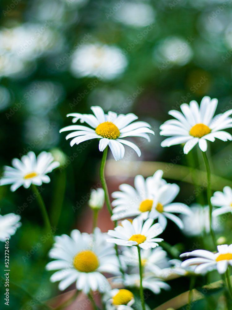 Fototapeta premium garden white chamomile with soft background