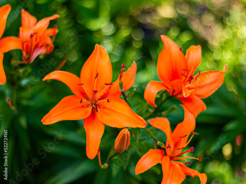 orange lily in the garden © lyusien