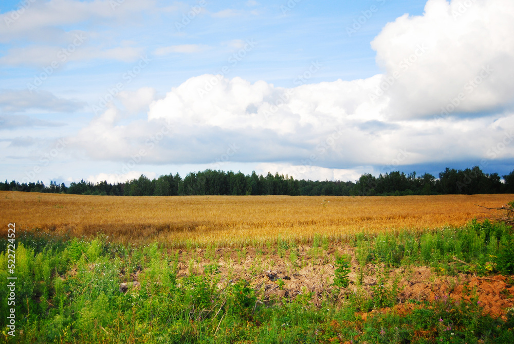 A field with yellow wheat seedlings and weed grass in the foreground. Blue sky and voluminous clouds in summer. The forest is on the horizon. Rural landscape.
