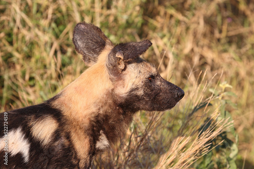 Afrikanischer Wildhund / African wild dog / Lycaon pictus.