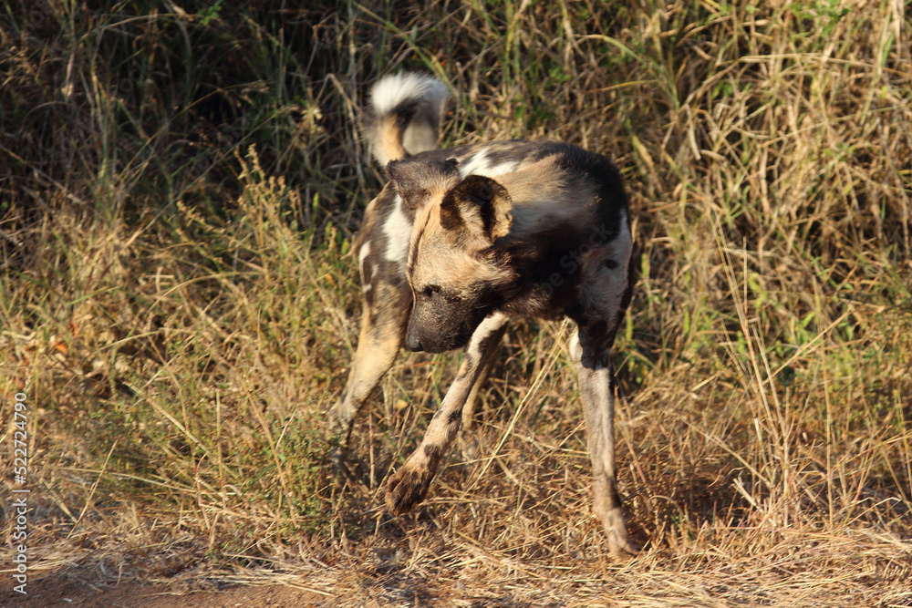 Afrikanischer Wildhund / African wild dog / Lycaon pictus. Afrikanischer Wildhund / African wild dog / Lycaon pictus.