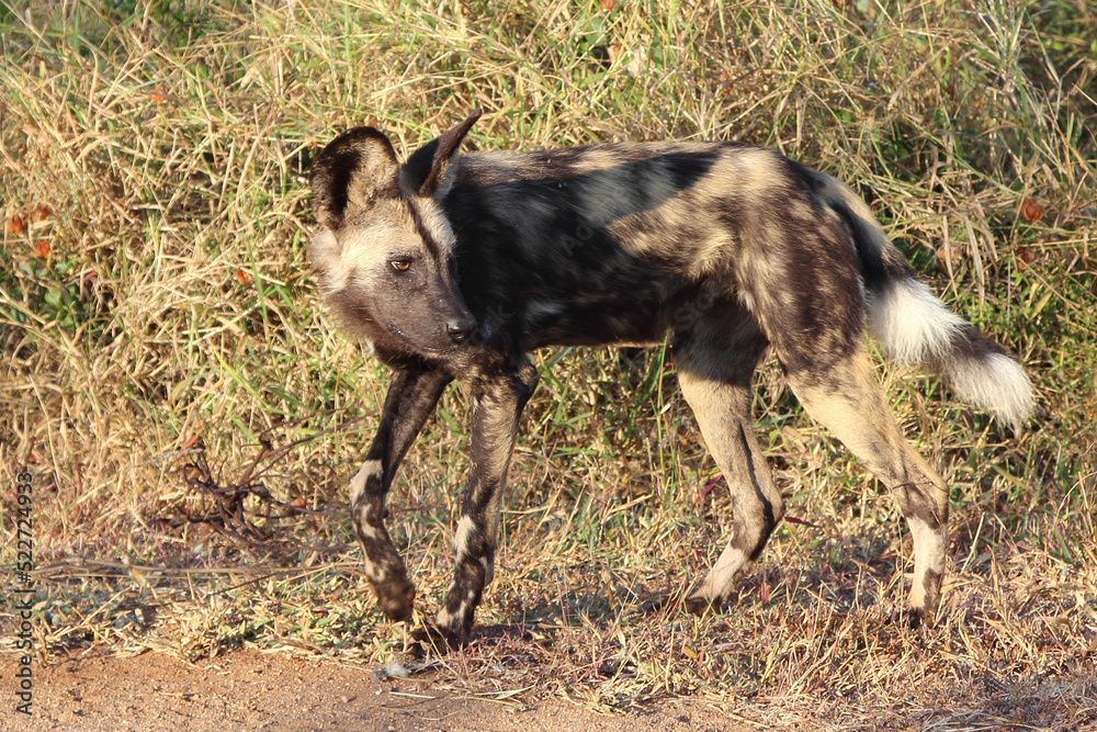 Fototapeta premium Afrikanischer Wildhund / African wild dog / Lycaon pictus.