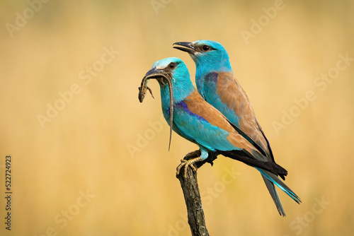 Couple of european rollers, coracias garrulus, sitting on branch and holding lizard in a beak. Two colorful birds with blue and brown feathers perched on a twig with blurred yellow grass in background