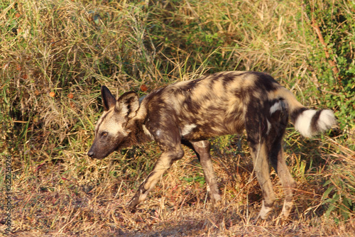 Afrikanischer Wildhund / African wild dog / Lycaon pictus.