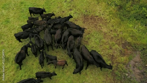 Herd Of Black Cattle Roaming Freely And Running In The Field. - aerial tracking photo