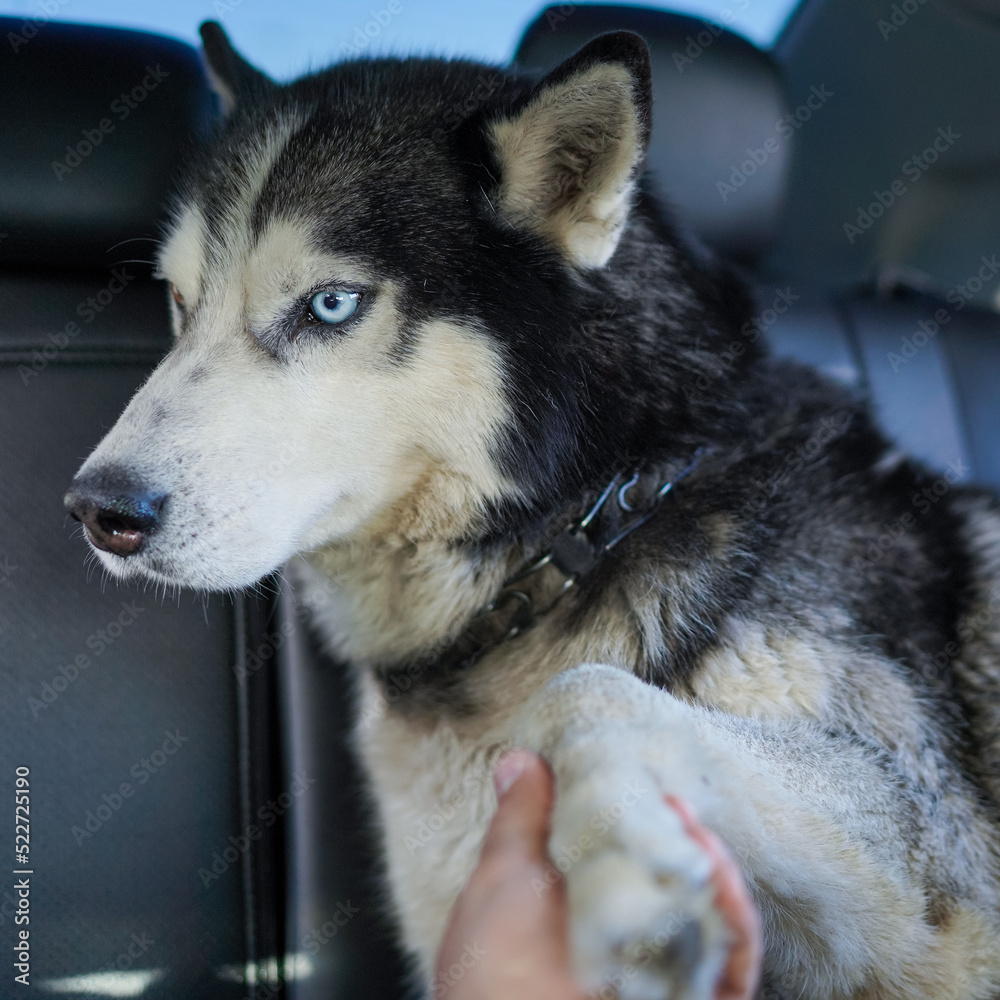 Fototapeta premium siberian husky dog