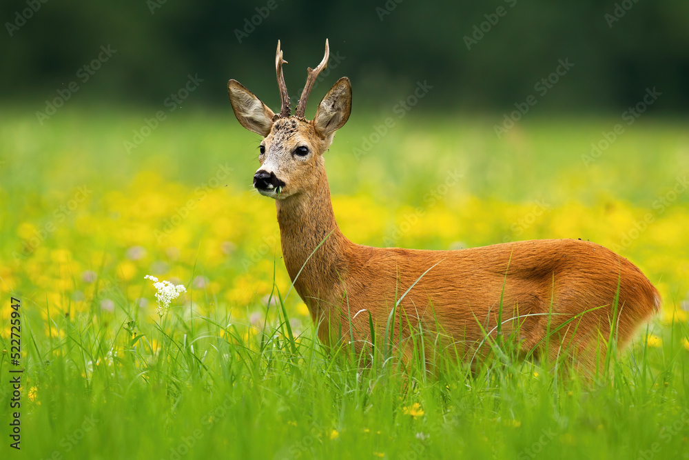 Roe deer, capreolus capreolus, buck standing on a blooming meadow among yellow flowers in summer. Wild animal with antlers and orange fur looking aside in horizontal composition. Roe deer, capreolus capreolus, buck standing on a blooming meadow among yellow flowers in summer. Wild animal with antlers and orange fur looking aside in horizontal composition.