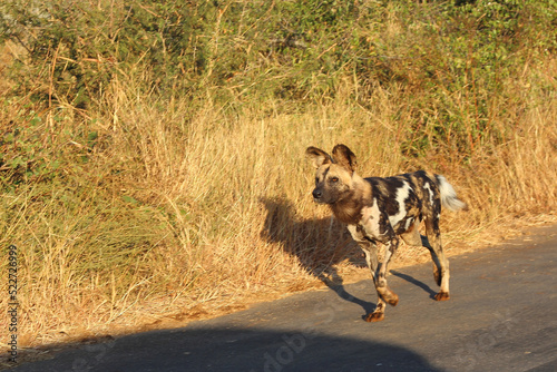 Afrikanischer Wildhund / African wild dog / Lycaon pictus..