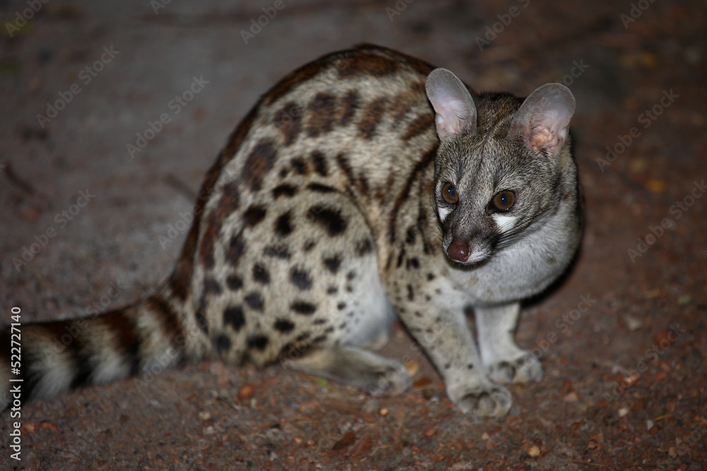 Naklejka premium Südliche Großfleck-Ginsterkatze / South African large-spotted genet / Genetta tigrina