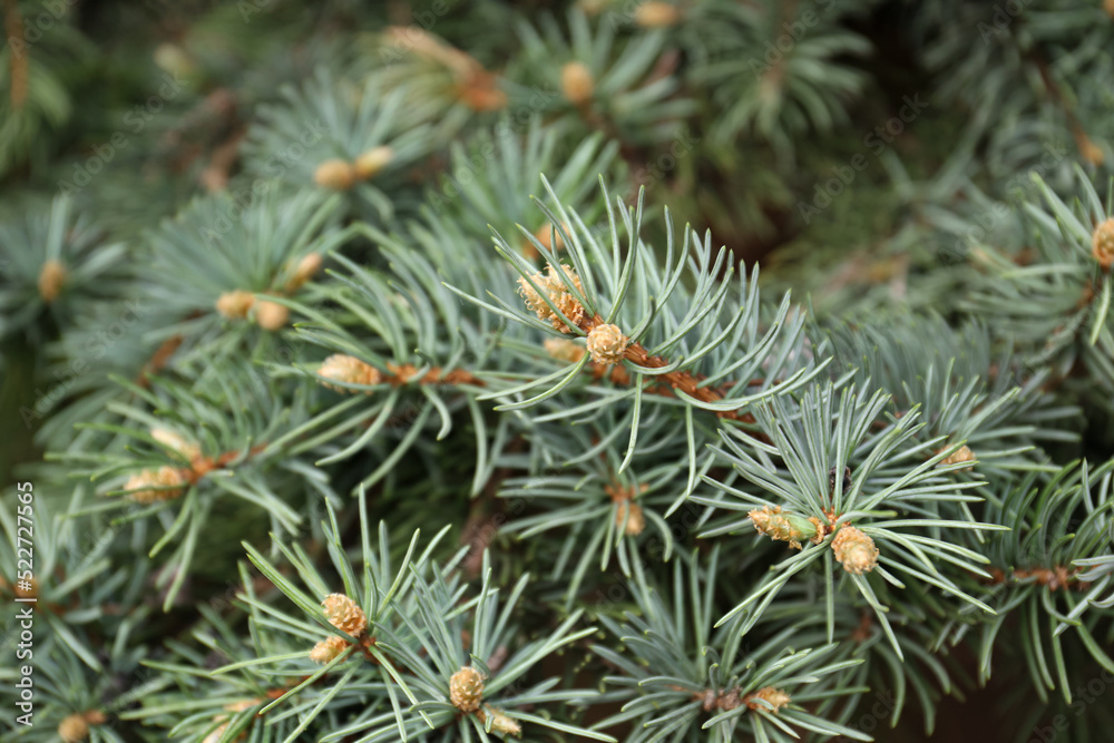 Beautiful branches of coniferous tree, closeup view Beautiful branches of coniferous tree, closeup view