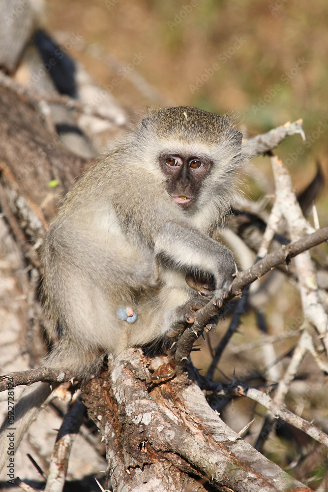Grüne Meerkatze / Vervet monkey / Cercopithecus aethiops . Grüne Meerkatze / Vervet monkey / Cercopithecus aethiops .