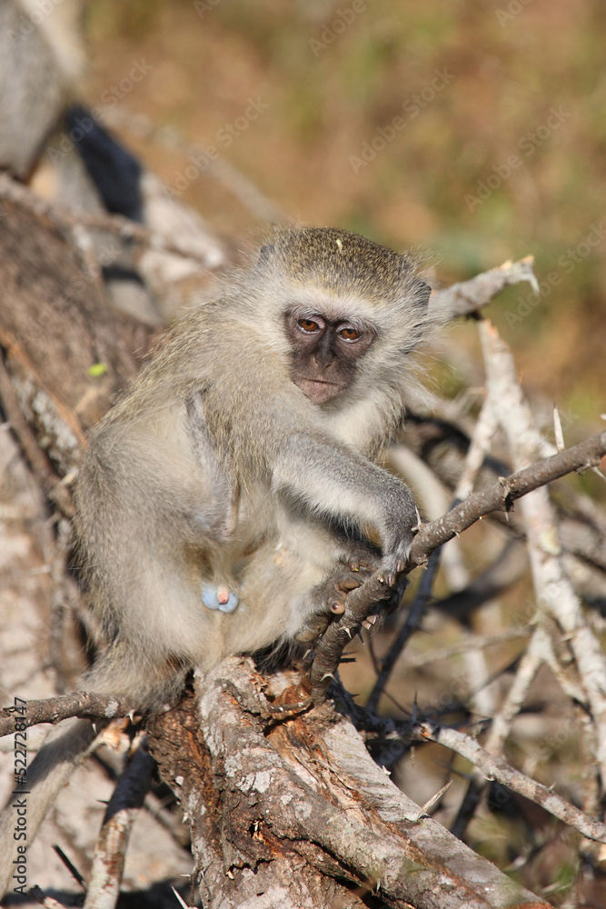 Grüne Meerkatze / Vervet monkey / Cercopithecus aethiops . Grüne Meerkatze / Vervet monkey / Cercopithecus aethiops .
