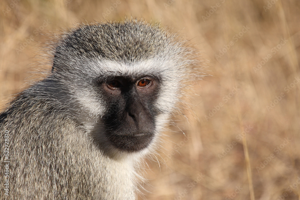 Grüne Meerkatze / Vervet monkey / Cercopithecus aethiops . Grüne Meerkatze / Vervet monkey / Cercopithecus aethiops .