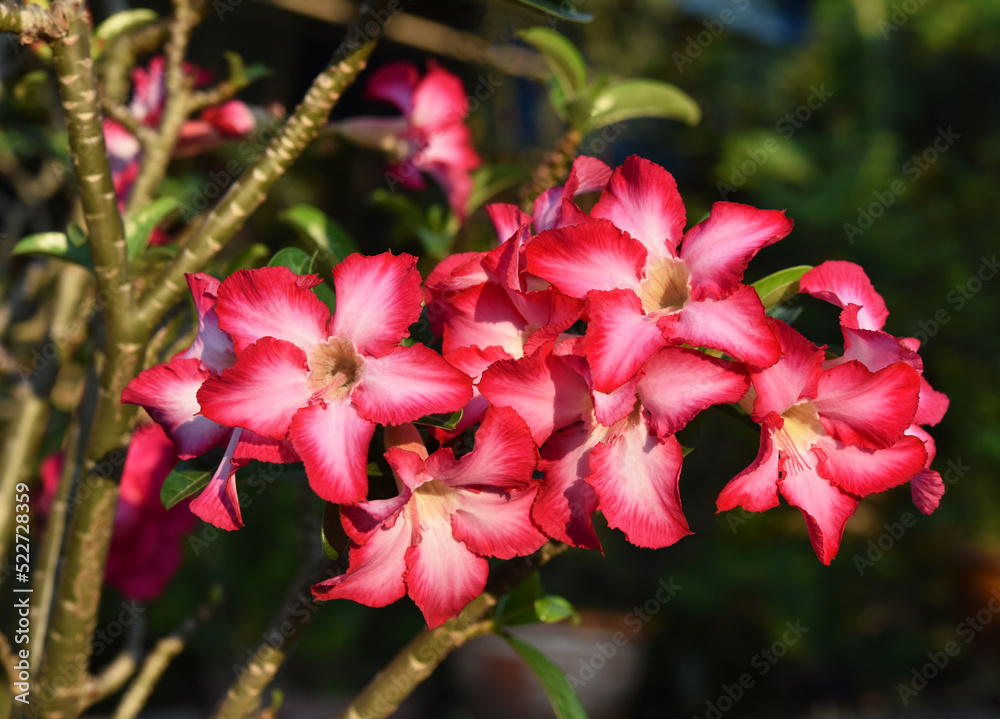 Fototapeta premium flowers of Azalea or Desert rose in the garden . Azalea is colorful flowers