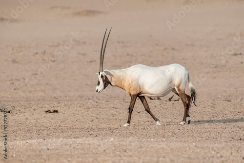 A majestic Arabian Oryx traversing the vast expanse of the desert. Wildlife observation in the Middle East and Arabian Peninsula. With copy space for text