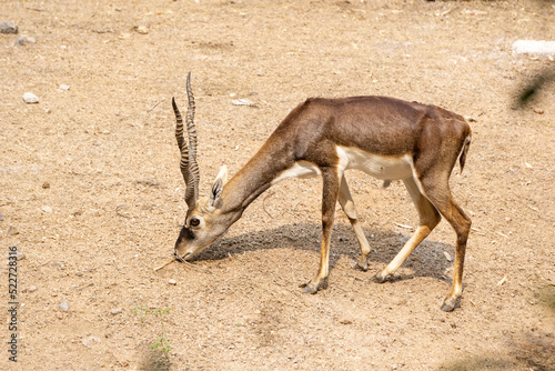 Horned Blackbuck (scientific name: Antelope cervicapra) searching for grass on the dry ground in the forest. photo