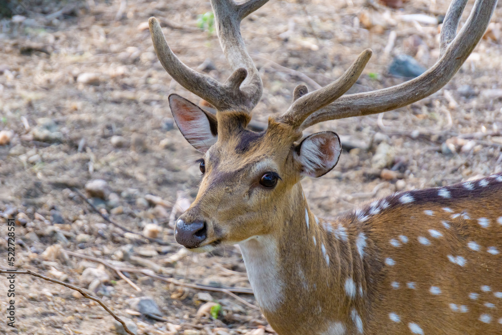 Head of horned axis deer (scientific name Axis axis) also known as