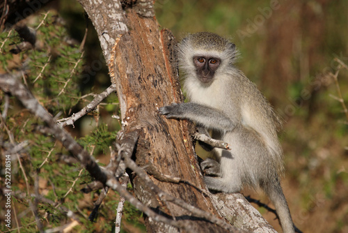 Grüne Meerkatze / Vervet monkey / Cercopithecus aethiops ..