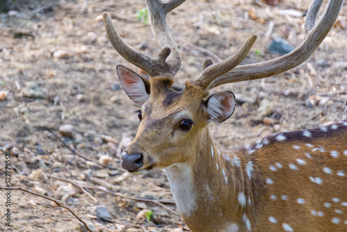 Head of horned axis deer  scientific name  Axis axis  also known as spotted deer and chital. Front close shot taken with face and horns in focus.