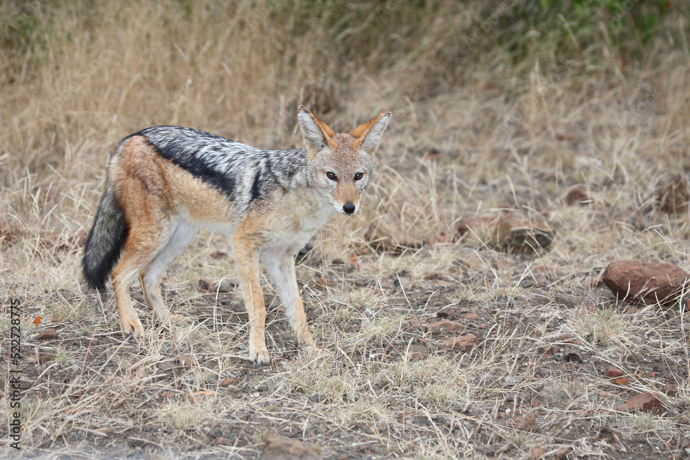 Fototapeta premium Schabrackenschakal / Black-backed jackal / Canis mesomelas